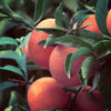naissance-aceite-esencial-de-mandarina-n-154-prensado-en-fr-o-vegano-y-sin-cruel image 3